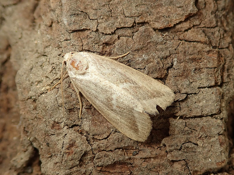 Phyllophila obliterata (Noctuidae)